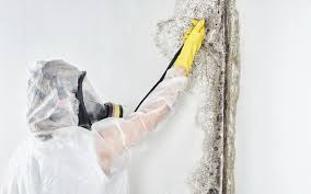 Best Comprehensive Air Testing for Mold Contaminants  in Cumberland Hill, RI